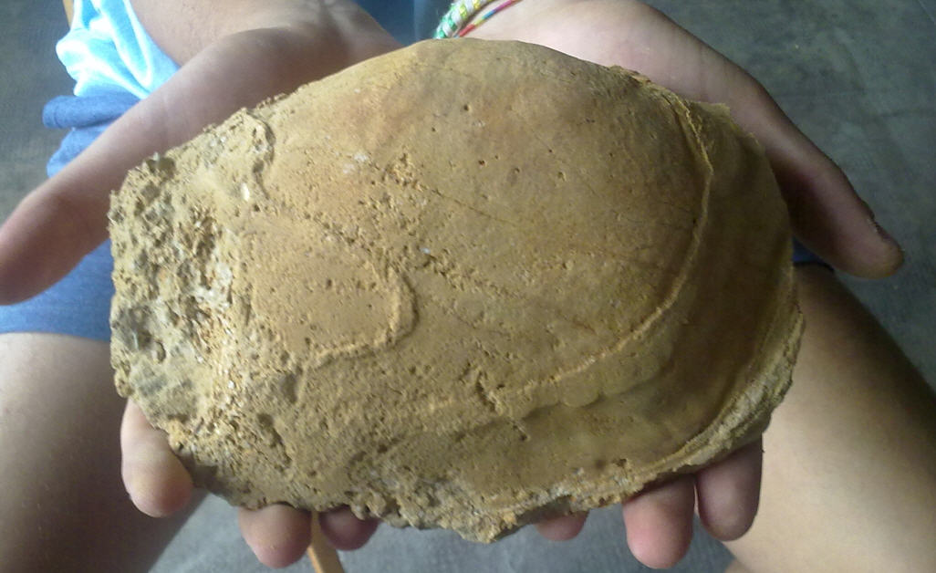 Dubbio determinazione Panopea